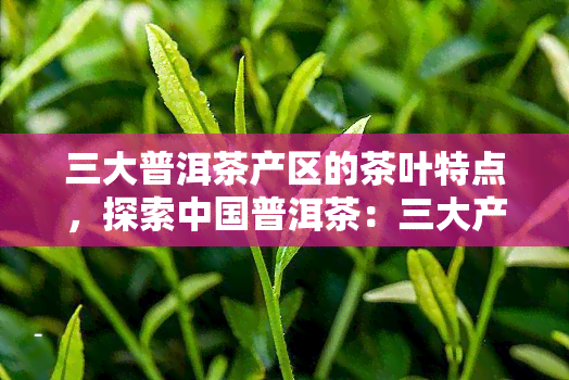 三大普洱茶产区的茶叶特点，探索中国普洱茶：三大产区的独特风味与特点