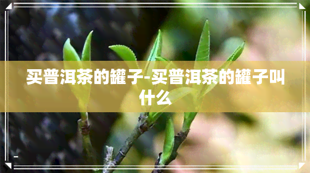 买普洱茶的罐子-买普洱茶的罐子叫什么