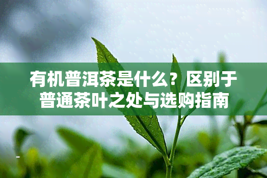 有机普洱茶是什么？区别于普通茶叶之处与选购指南