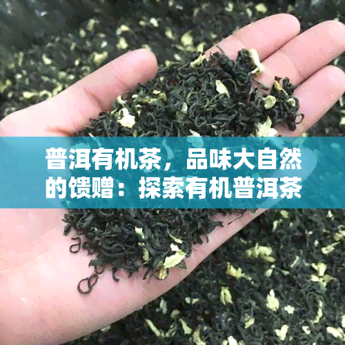 普洱有机茶，品味大自然的馈赠：探索有机普洱茶的世界