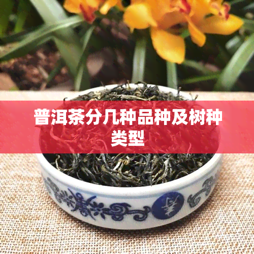 普洱茶分几种品种及树种类型