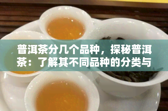 普洱茶分几个品种，探秘普洱茶：了解其不同品种的分类与特点