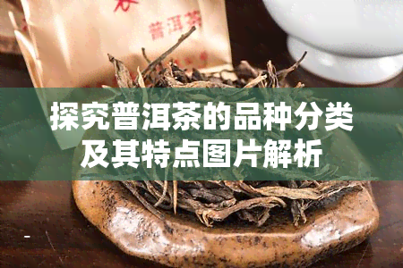 探究普洱茶的品种分类及其特点图片解析