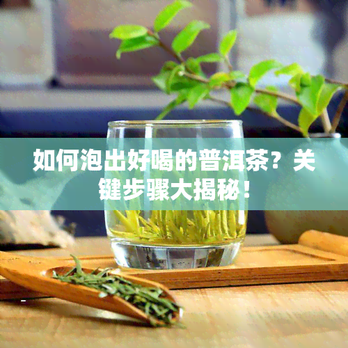 如何泡出好喝的普洱茶？关键步骤大揭秘！