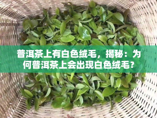 普洱茶上有白色绒毛，揭秘：为何普洱茶上会出现白色绒毛？