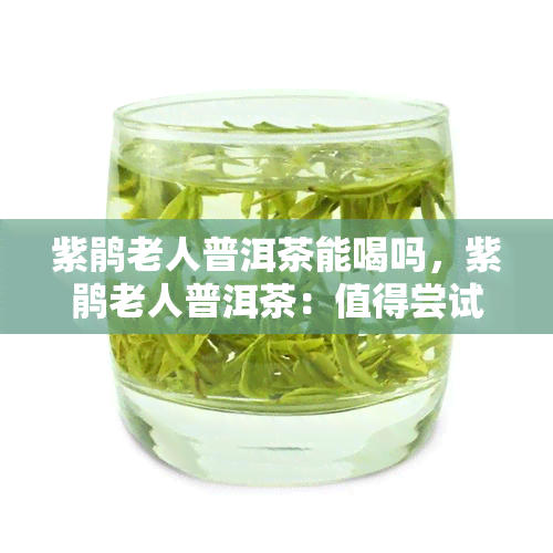 紫鹃老人普洱茶能喝吗，紫鹃老人普洱茶：值得尝试的健饮品？