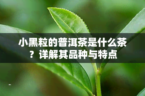 小黑粒的普洱茶是什么茶？详解其品种与特点