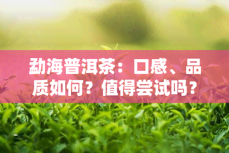 勐海普洱茶：口感、品质如何？值得尝试吗？
