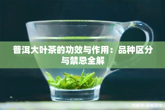 普洱大叶茶的功效与作用：品种区分与禁忌全解