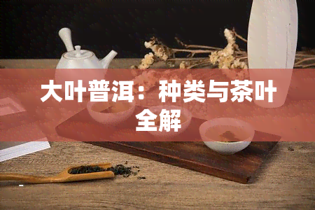 大叶普洱：种类与茶叶全解