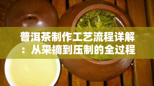 普洱茶制作工艺流程详解：从采摘到压制的全过程