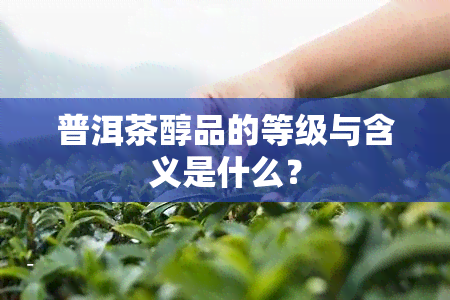 普洱茶醇品的等级与含义是什么？