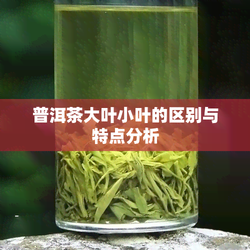 普洱茶大叶小叶的区别与特点分析