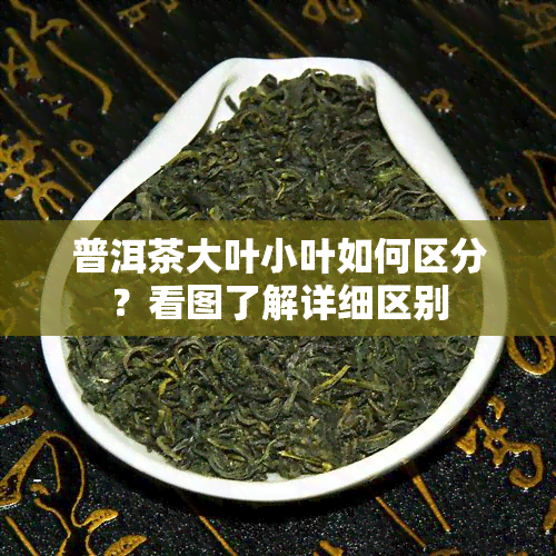 普洱茶大叶小叶如何区分？看图了解详细区别