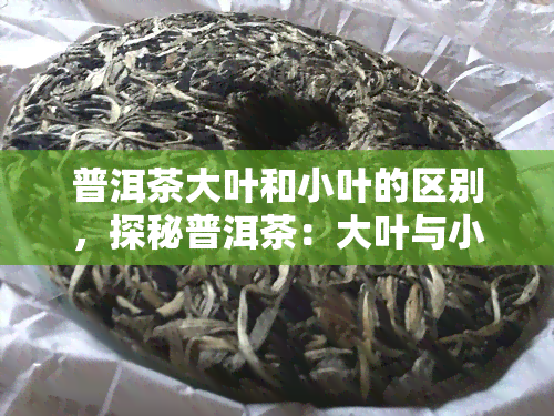 普洱茶大叶和小叶的区别，探秘普洱茶：大叶与小叶的口感差异与区别