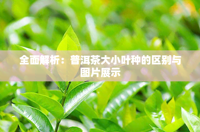 全面解析：普洱茶大小叶种的区别与图片展示