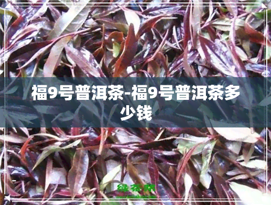 福9号普洱茶-福9号普洱茶多少钱