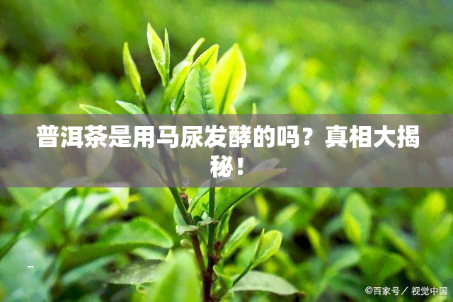 普洱茶是用马尿发酵的吗？真相大揭秘！