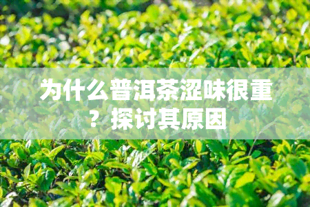 为什么普洱茶涩味很重？探讨其原因