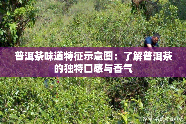 普洱茶味道特征示意图：了解普洱茶的独特口感与香气