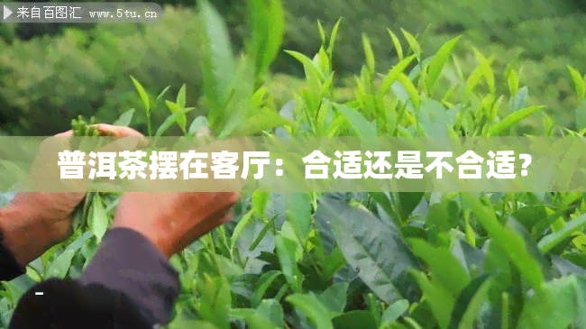 普洱茶摆在客厅：合适还是不合适？