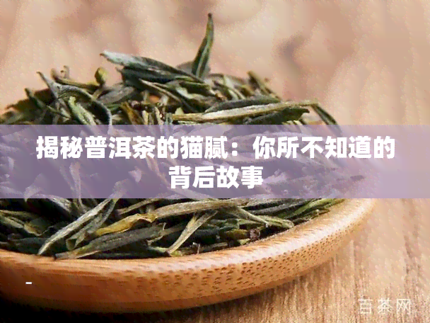 揭秘普洱茶的猫腻：你所不知道的背后故事