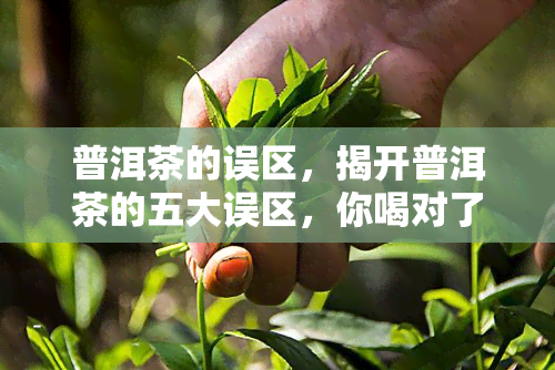 普洱茶的误区，揭开普洱茶的五大误区，你喝对了吗？