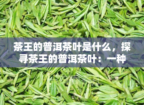 茶王的普洱茶叶是什么，探寻茶王的普洱茶叶：一种独特的中国茶文化体验