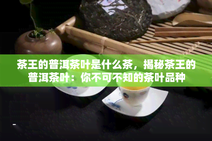 茶王的普洱茶叶是什么茶，揭秘茶王的普洱茶叶：你不可不知的茶叶品种