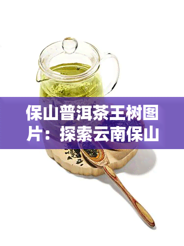 保山普洱茶王树图片：探索云南保山的珍贵古茶树和传统普洱茶文化