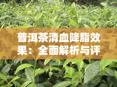 普洱茶清血降脂效果：全面解析与评价