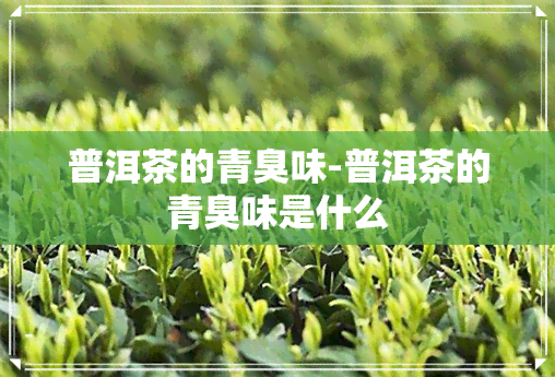 普洱茶的青臭味-普洱茶的青臭味是什么