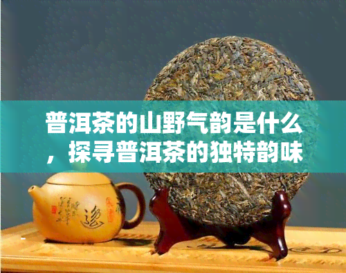 普洱茶的山野气韵是什么，探寻普洱茶的独特韵味：揭秘其山野气息