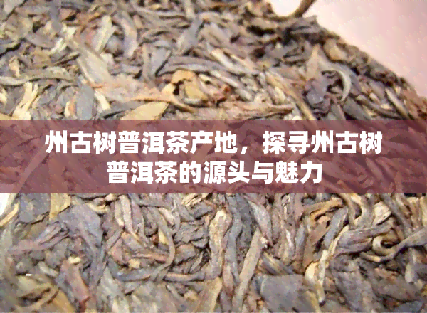 州古树普洱茶产地，探寻州古树普洱茶的源头与魅力