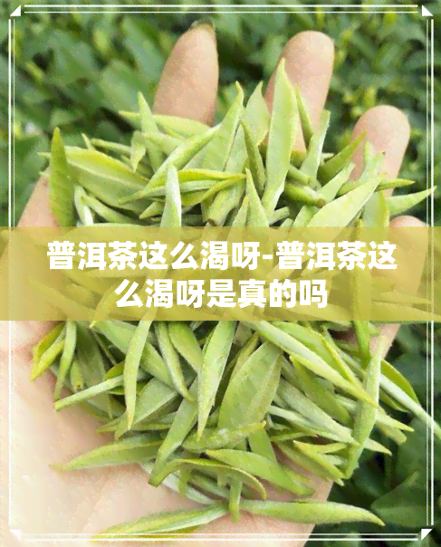 普洱茶这么渴呀-普洱茶这么渴呀是真的吗