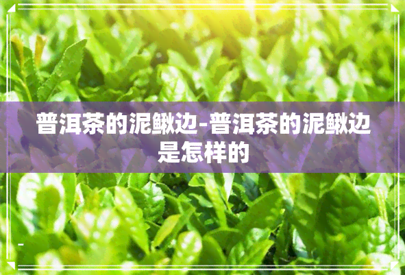 普洱茶的泥鳅边-普洱茶的泥鳅边是怎样的