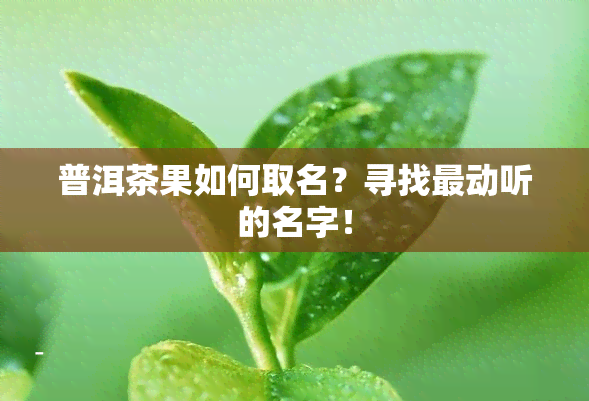 普洱茶果如何取名？寻找最动听的名字！