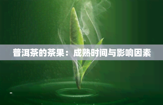 普洱茶的茶果：成熟时间与影响因素