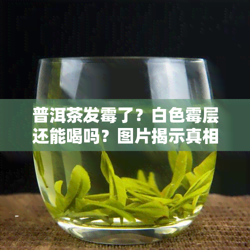 普洱茶发霉了？白色霉层还能喝吗？图片揭示真相！