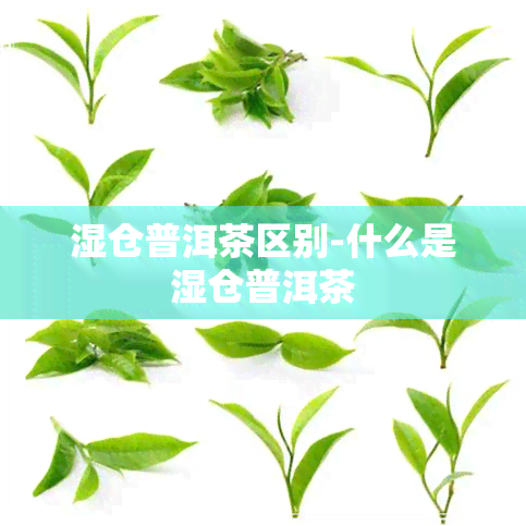 湿仓普洱茶区别-什么是湿仓普洱茶