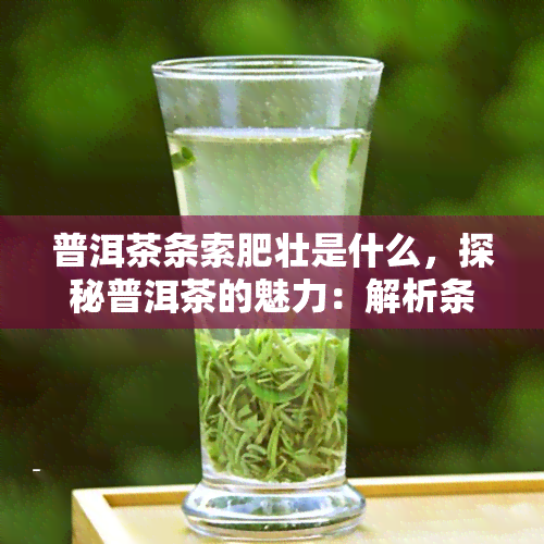 普洱茶条索肥壮是什么，探秘普洱茶的魅力：解析条索肥壮的奥秘