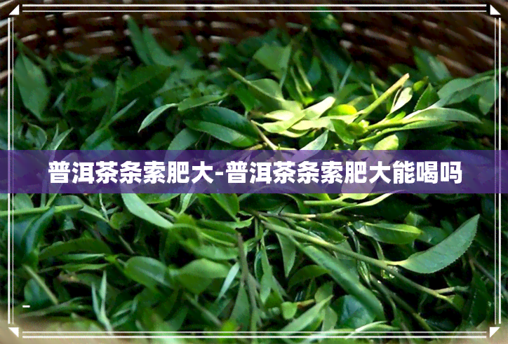 普洱茶条索肥大-普洱茶条索肥大能喝吗