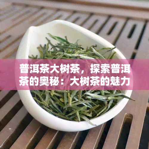 普洱茶大树茶，探索普洱茶的奥秘：大树茶的魅力与特点