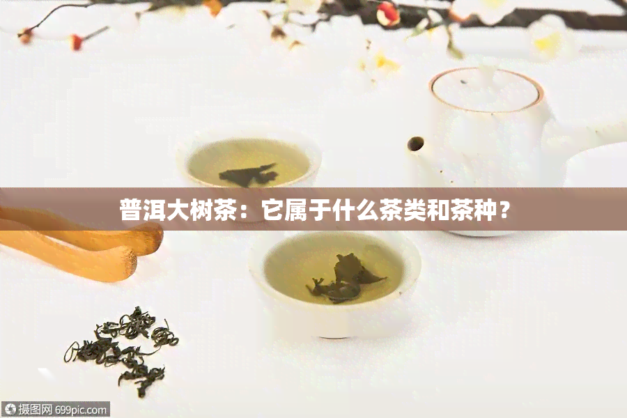 普洱大树茶：它属于什么茶类和茶种？