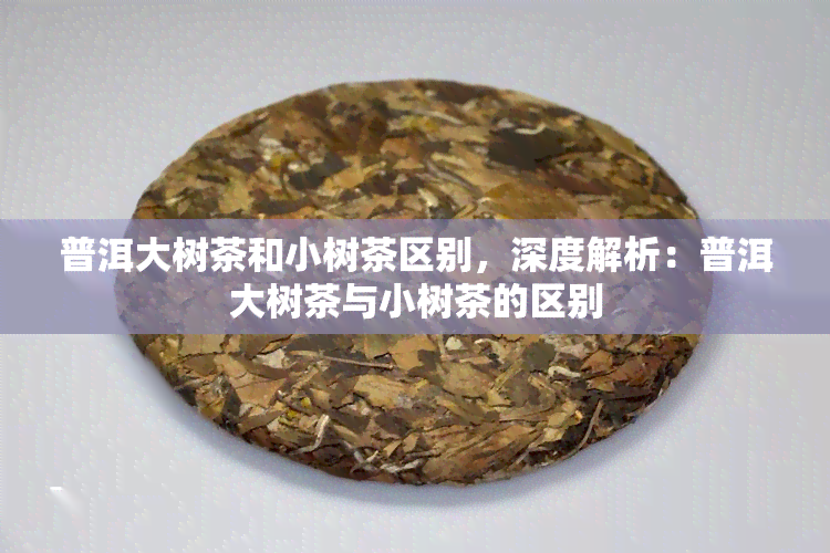 普洱大树茶和小树茶区别，深度解析：普洱大树茶与小树茶的区别