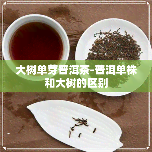 大树单芽普洱茶-普洱单株和大树的区别