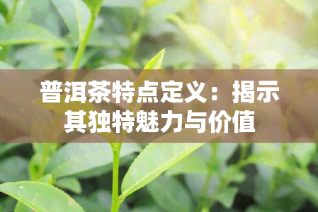 普洱茶特点定义：揭示其独特魅力与价值