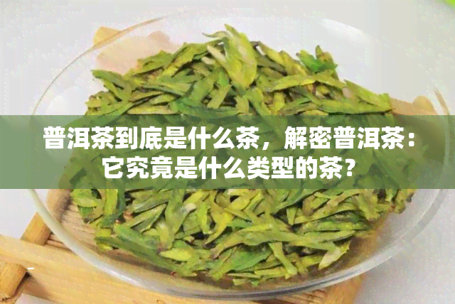 普洱茶到底是什么茶，解密普洱茶：它究竟是什么类型的茶？