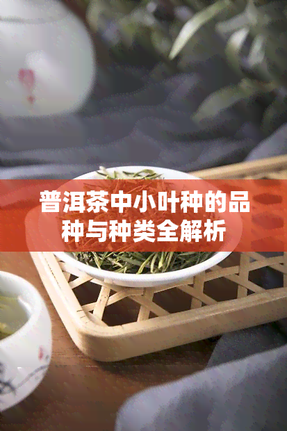 普洱茶中小叶种的品种与种类全解析