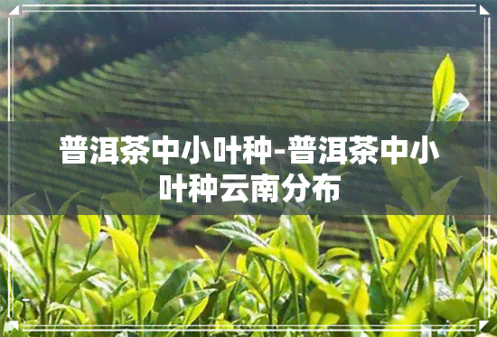 普洱茶中小叶种-普洱茶中小叶种云南分布